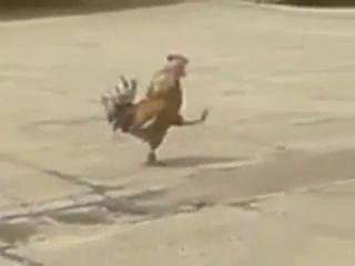 Марширующий петух