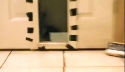 Прикол над котейкой! :-)