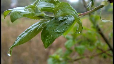 Весна в Макро.