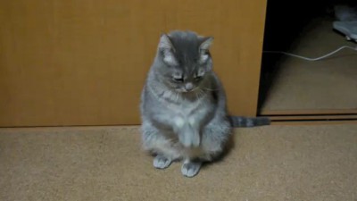 кот попрошайка