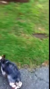 Собачка и башмачки