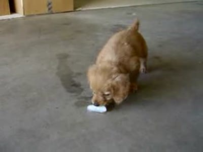 Щенок и лед