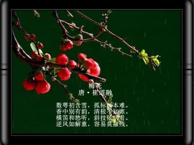 цветок сливы цветущей