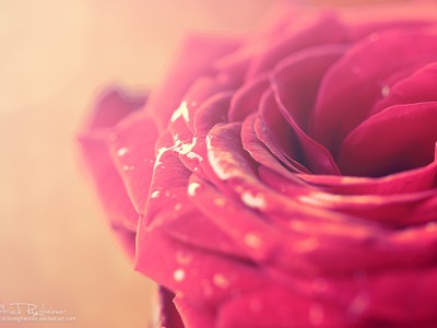 Романс - Роза красная моя