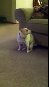 Собакен танцует под Эминема