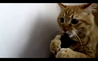 Кот и пылесос.