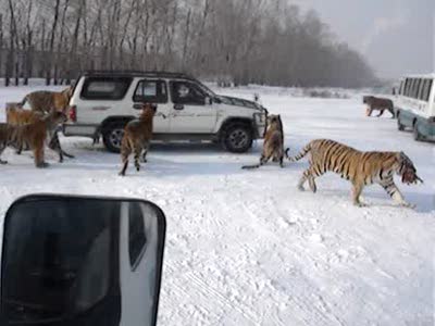 кормим тигров