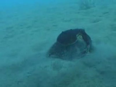 Осьминог в кокосе