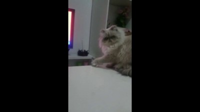 Маленький пакостник