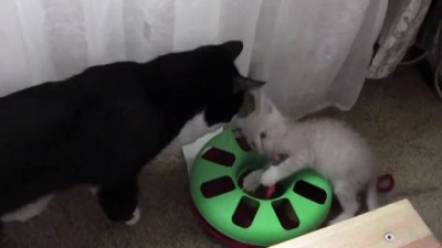 kitten playing