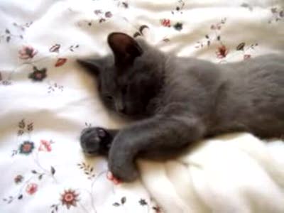 Отвали, я спать хочу...