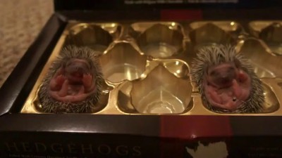 Ёжики в шоколаде