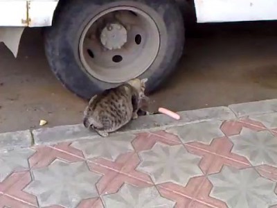 Котэ и сосиска