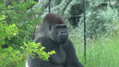 Gorilla