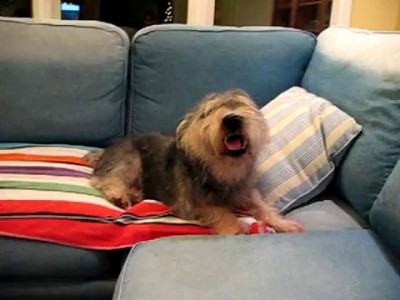 Собачий грипп