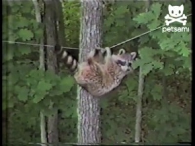 Енот-акробат