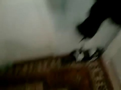 2013 Боксера ругают