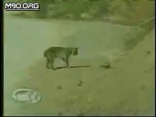 bobcat vs rattlesnake
