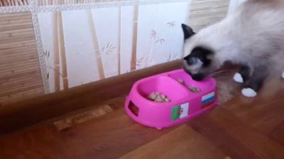 Прогноз на матч Алжир - Россия от кошки Масяни