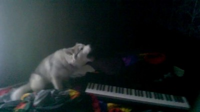 Хаски и синтезатор