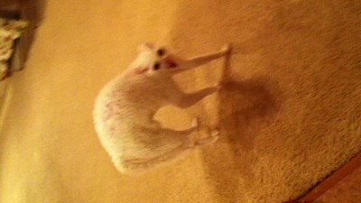 Васька в шоке