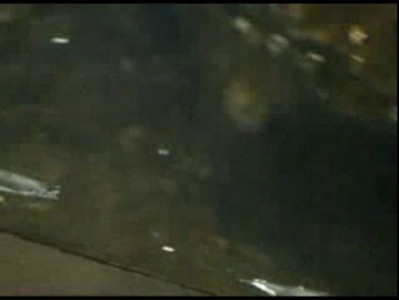 Пингвин обогащает воду  сероводородом