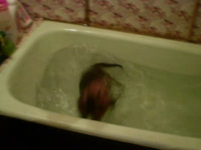 Такса купается