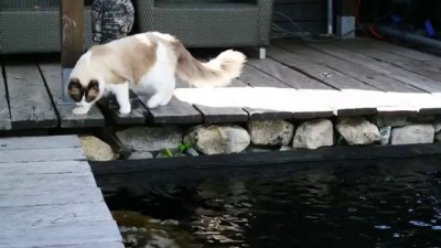 Кот Тим и его друзья