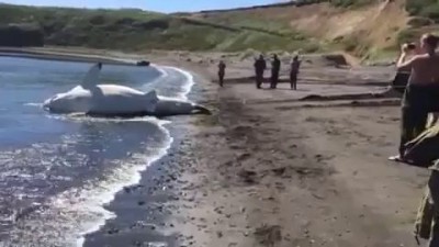Акула во Владивостоке
