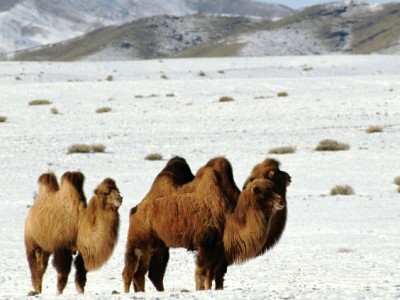 Верблюды