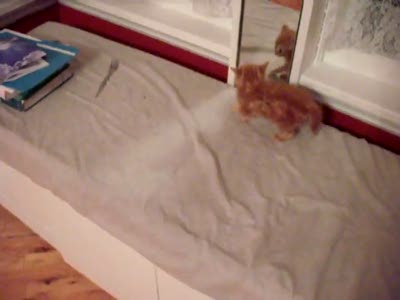 Котенок и зеркало