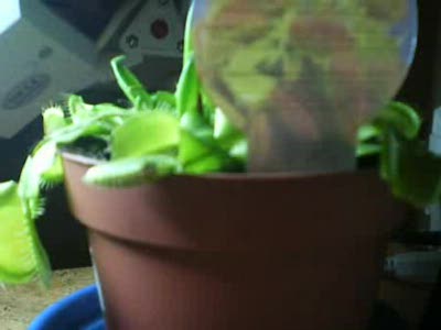 Я кормлю цветок