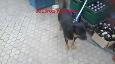 собака танцует