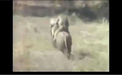 необычная погоня