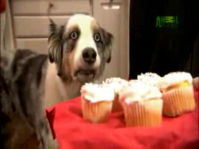 Собак заказывали?