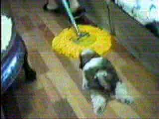 Собака помогака