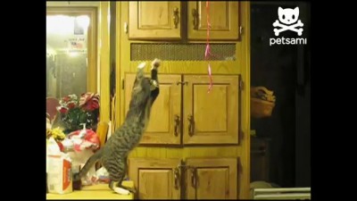 Воздушные шары котэ