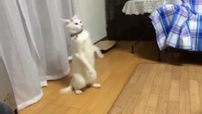 смешной Кот терминатор