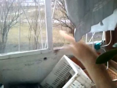 Спайдер кот