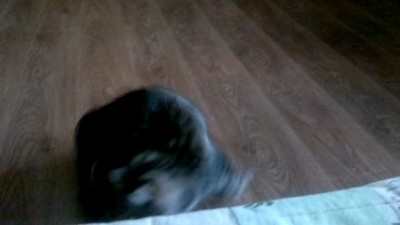 Любимая игрушка котэ