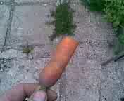 собака и морковь