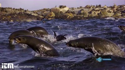 Slow Motion Shark Attack High Definition