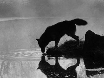 Волчица музыкальная притча !