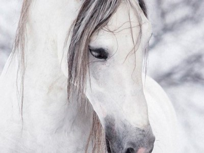 Белый Конь !