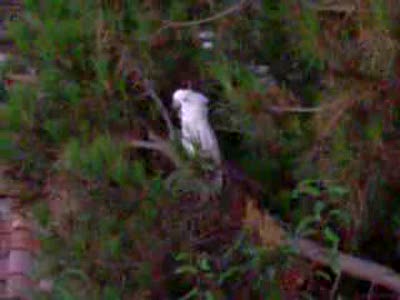 попугая дразнит собаку