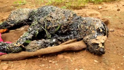 Covered in tar & unable to move, this amazing rescue saved this dog's life!