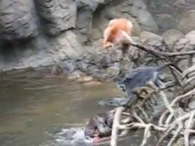 Выдры наказали обезьяну 