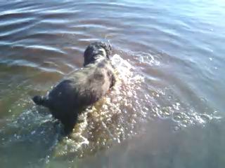 ловля рыбы собакой )