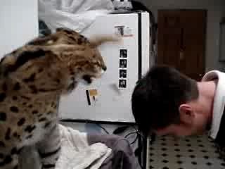 Пшол, сцуко!