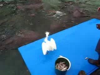 Кошачьи акулы